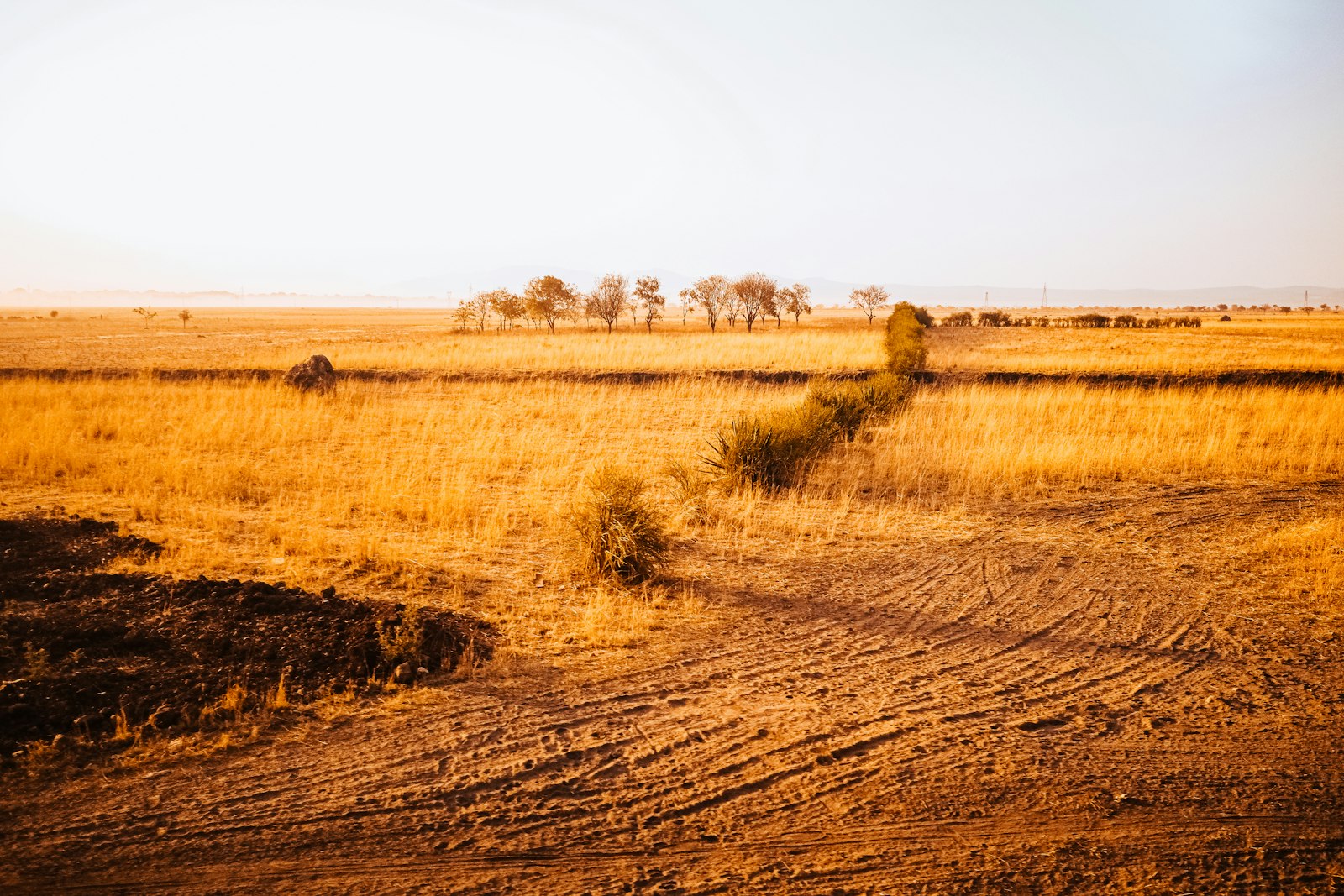Elephants crossing a golden savannah at sunset