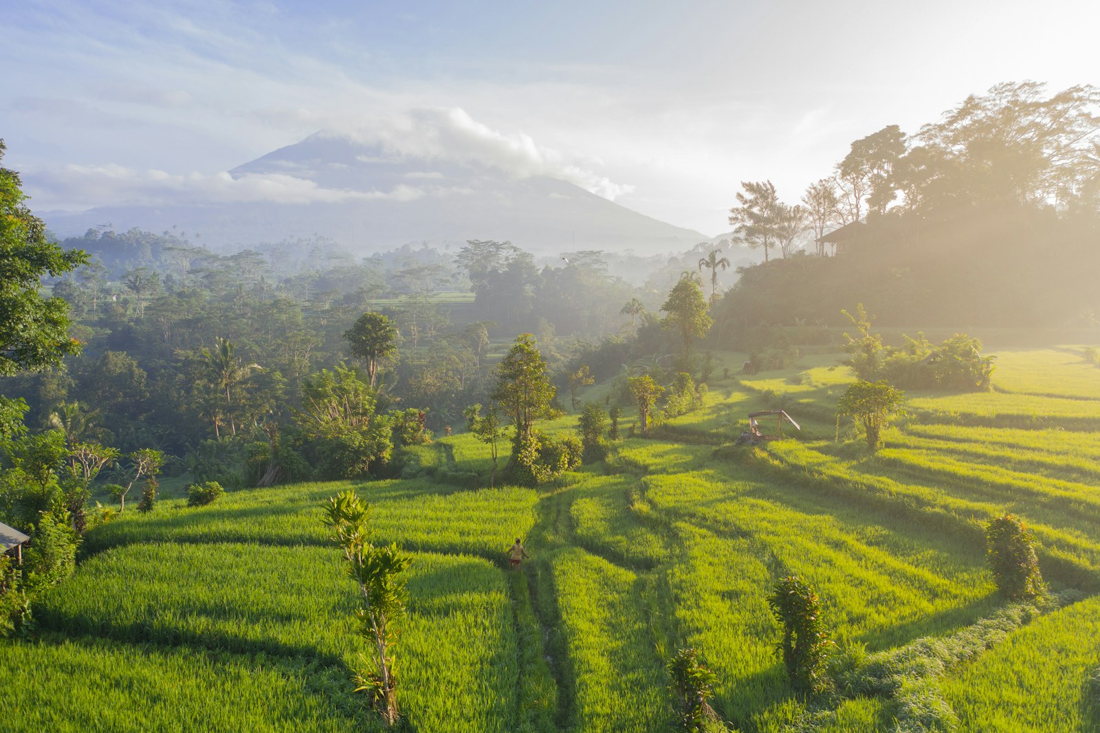 Terraced green rice fields under a soft morning sky